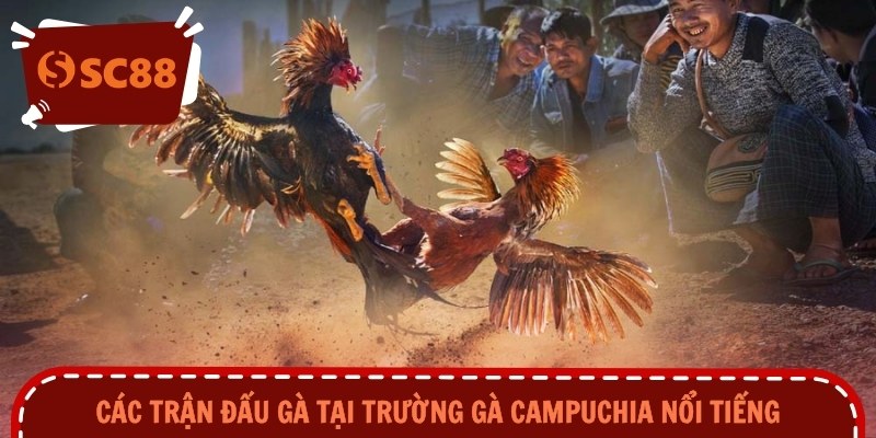Các trận đấu gà tại trường gà Campuchia nổi tiếng