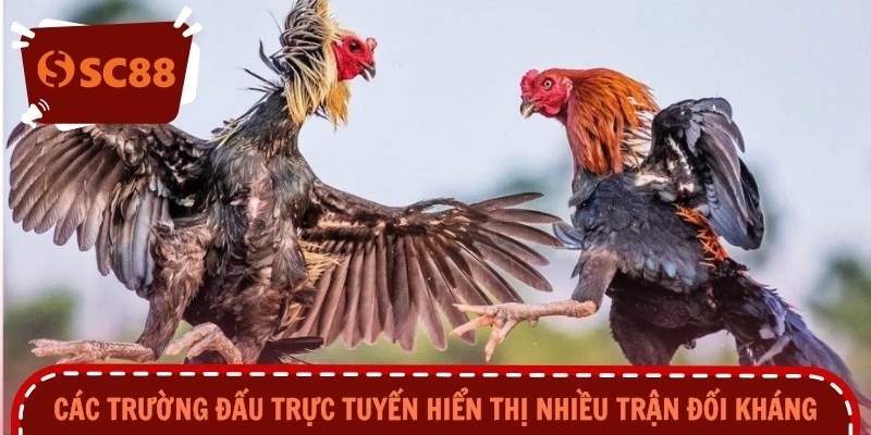 Các trường đấu trực tuyến hiển thị nhiều trận đối kháng