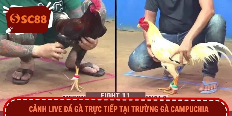 Cảnh Live đá gà trực tiếp tại trường gà Campuchia