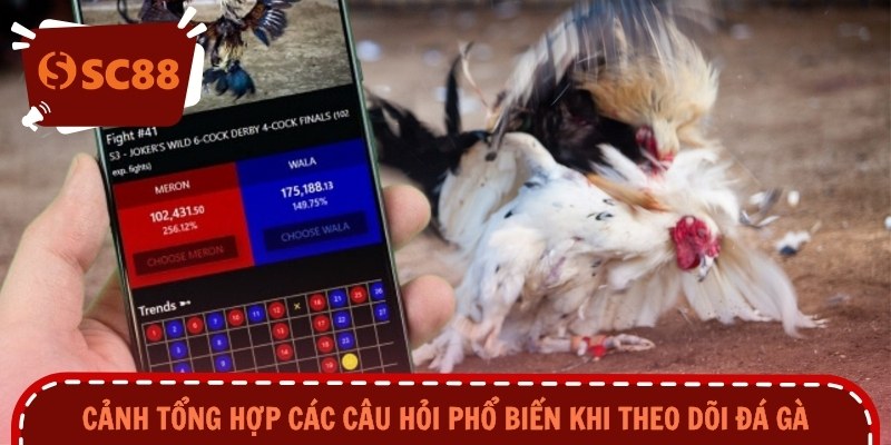 Cảnh tổng hợp các câu hỏi phổ biến khi theo dõi đá gà