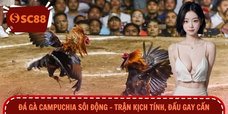 Đá Gà Campuchia Sôi Động – Trận Kịch Tính, Đấu Gay Cấn