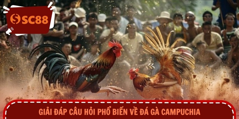 Giải đáp câu hỏi phổ biến về đá gà Campuchia