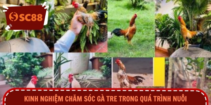 Kinh nghiệm chăm sóc gà tre trong quá trình nuôi