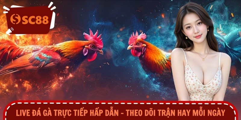 Live Đá Gà Trực Tiếp Hấp Dẫn – Theo Dõi Trận Hay Mỗi Ngày