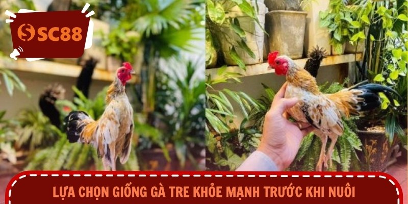 Lựa chọn giống gà tre khỏe mạnh trước khi nuôi