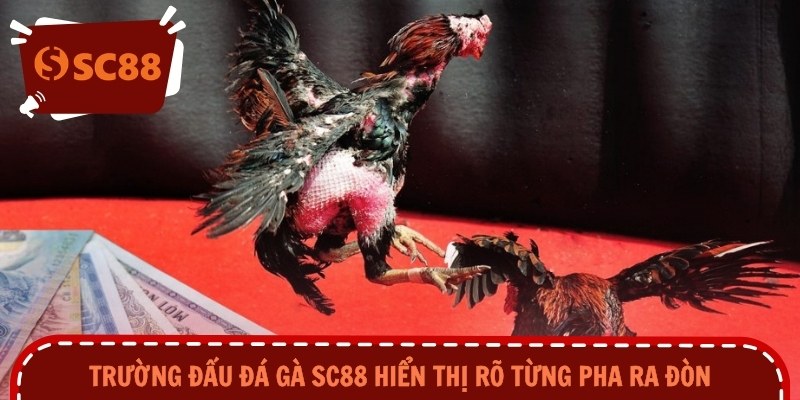 Trường đấu đá gà SC88 hiển thị rõ từng pha ra đòn